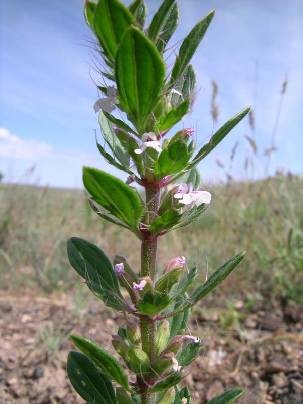 Image of Lallemantia royleana specimen.