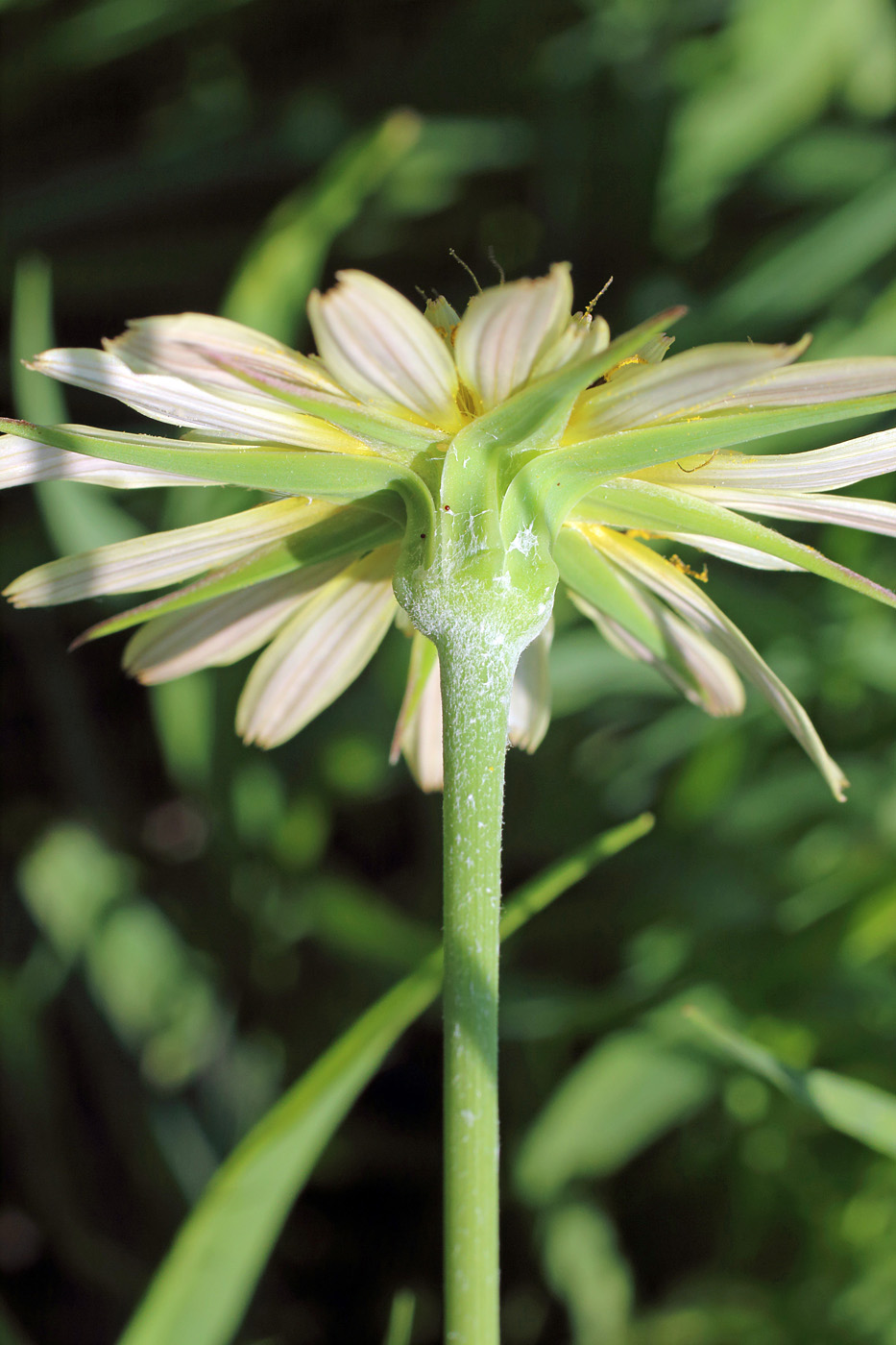 Image of Tragopogon graminifolius specimen.