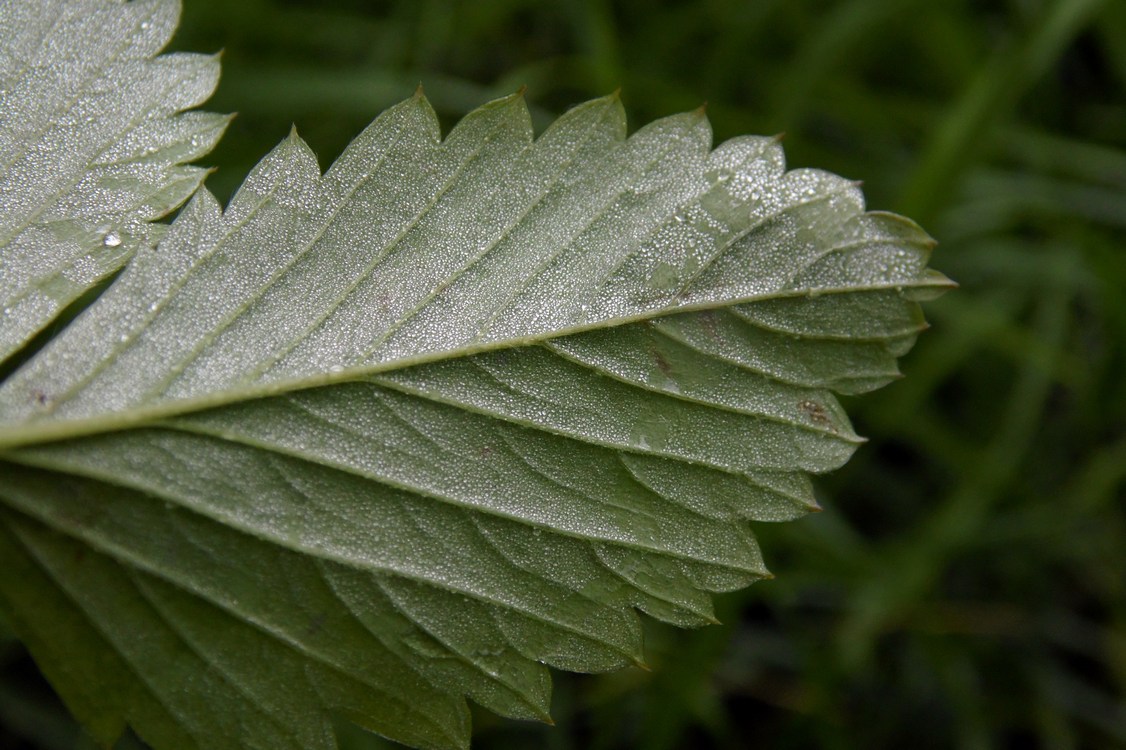 Изображение особи Fragaria vesca.