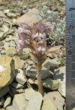 Phelipanche gussoneana variety zosimae. Цветущее растение (паразитирует на Alyssum obtusifolium). Краснодарский край, м/о город-курорт Анапа, окр. с. Большой Утриш, каменистая осыпь в можжевеловом лесу. 9 июня 2017 г.