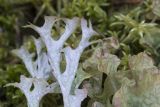View full-size image Cetraria islandica