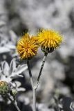 Centaurea cineraria