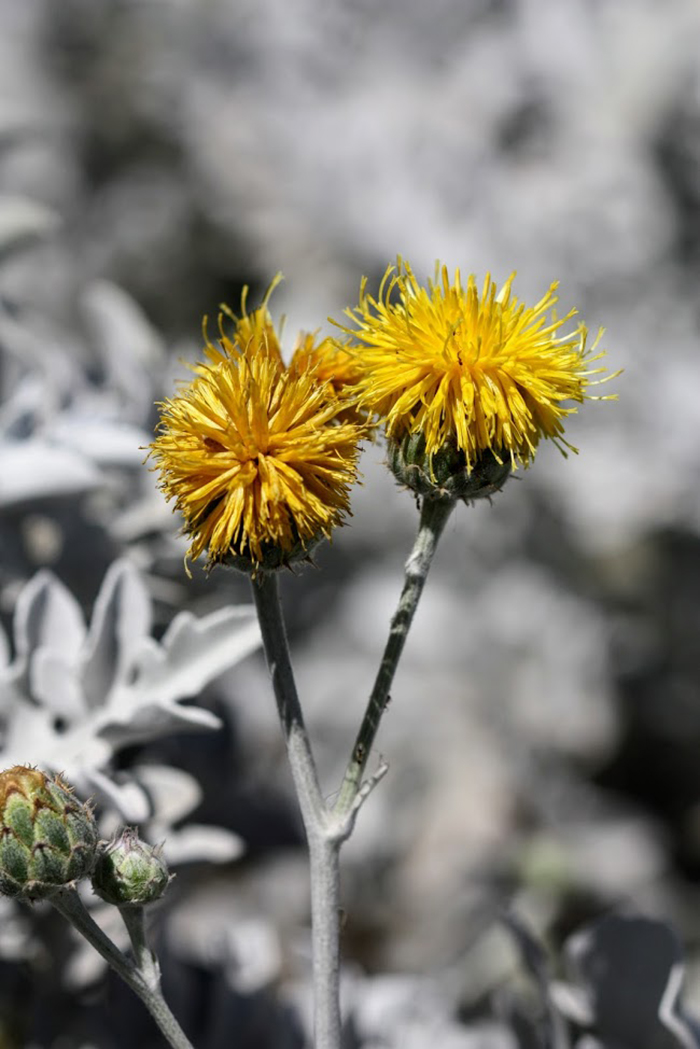 Image of Centaurea cineraria specimen.