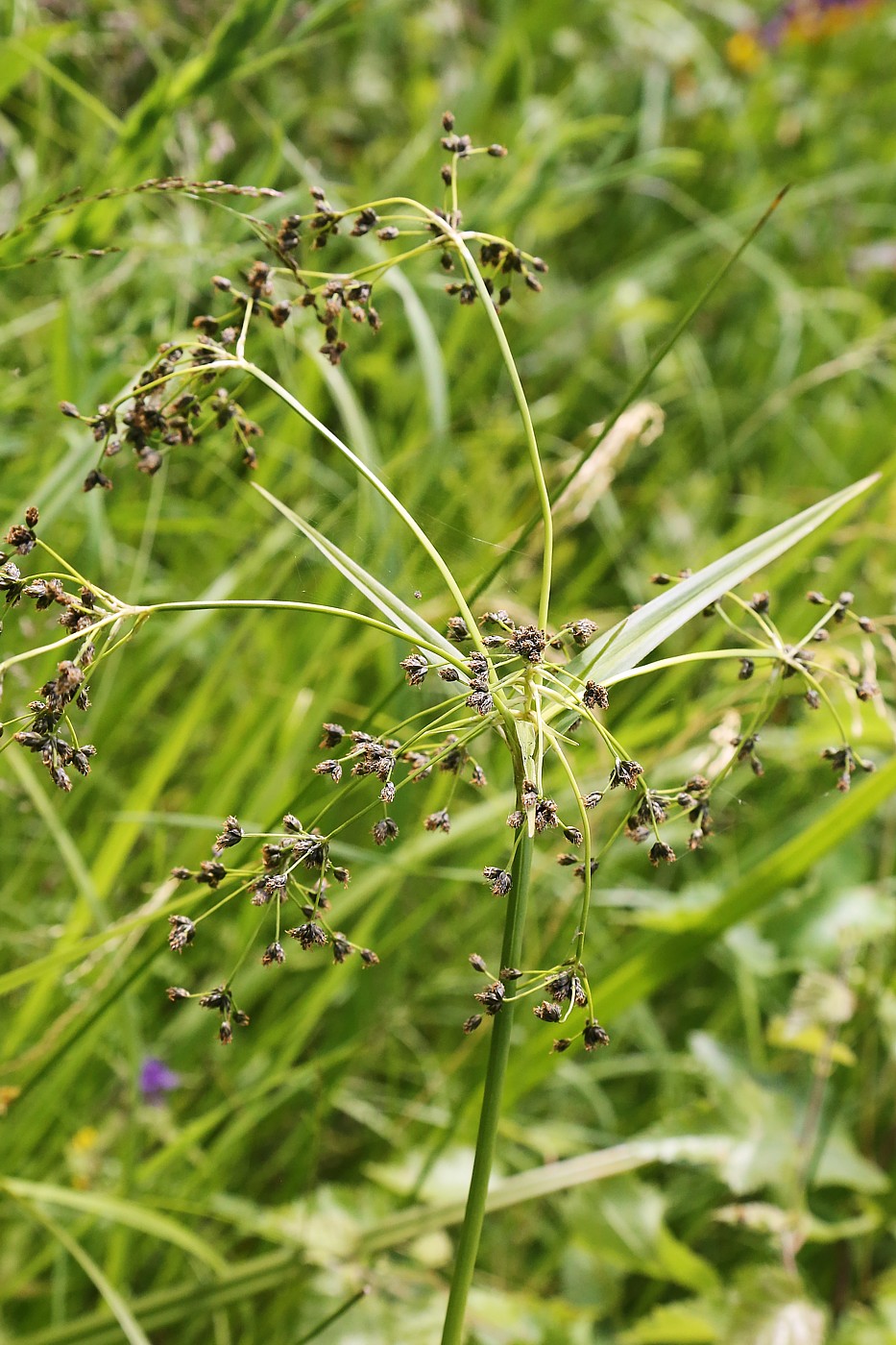 Image of Scirpus sylvaticus specimen.