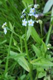 Myosotis palustris