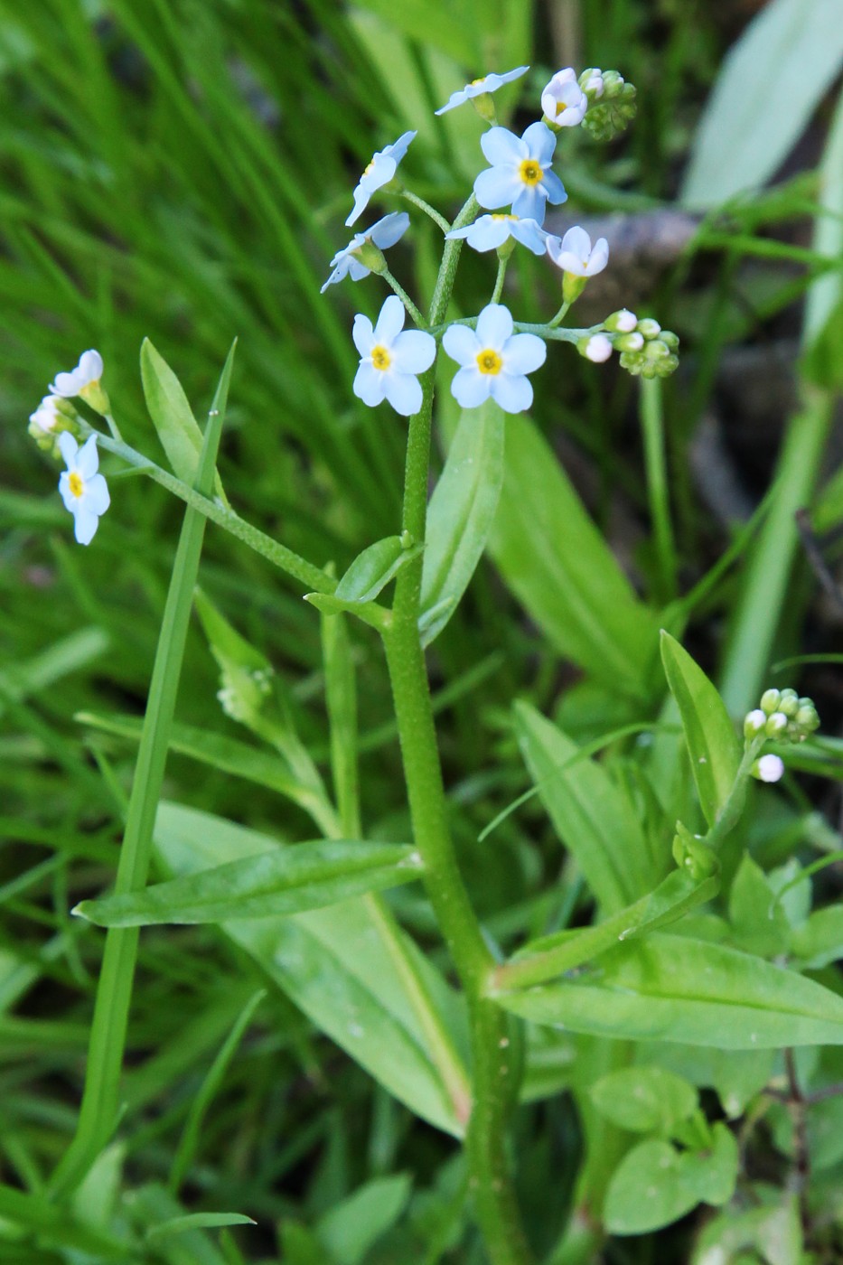 Изображение особи Myosotis palustris.