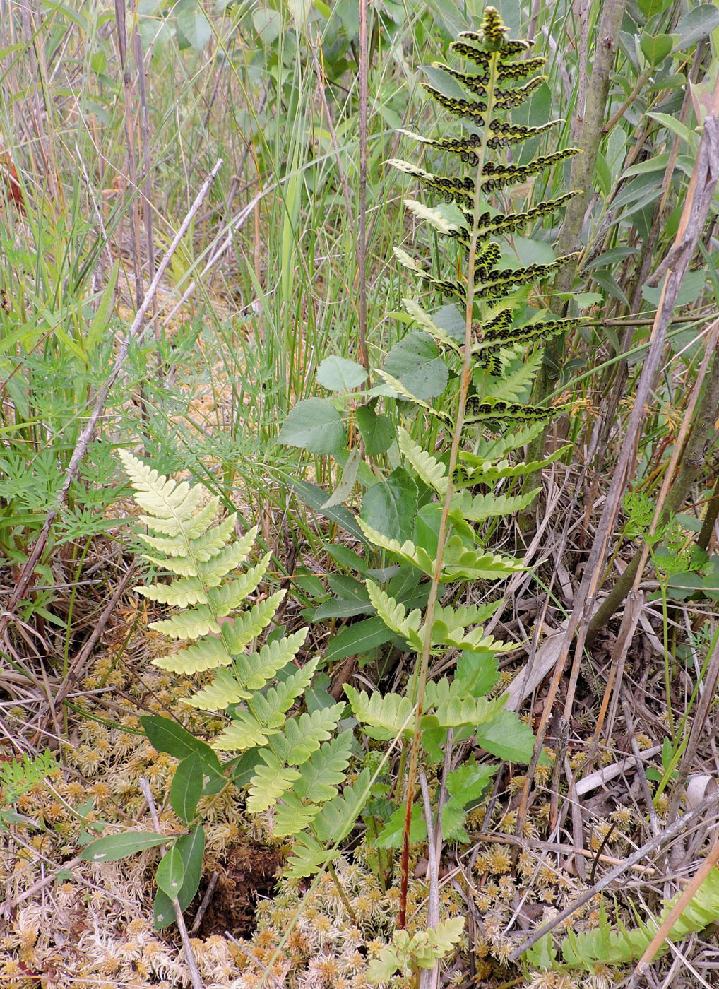 Image of Dryopteris cristata specimen.