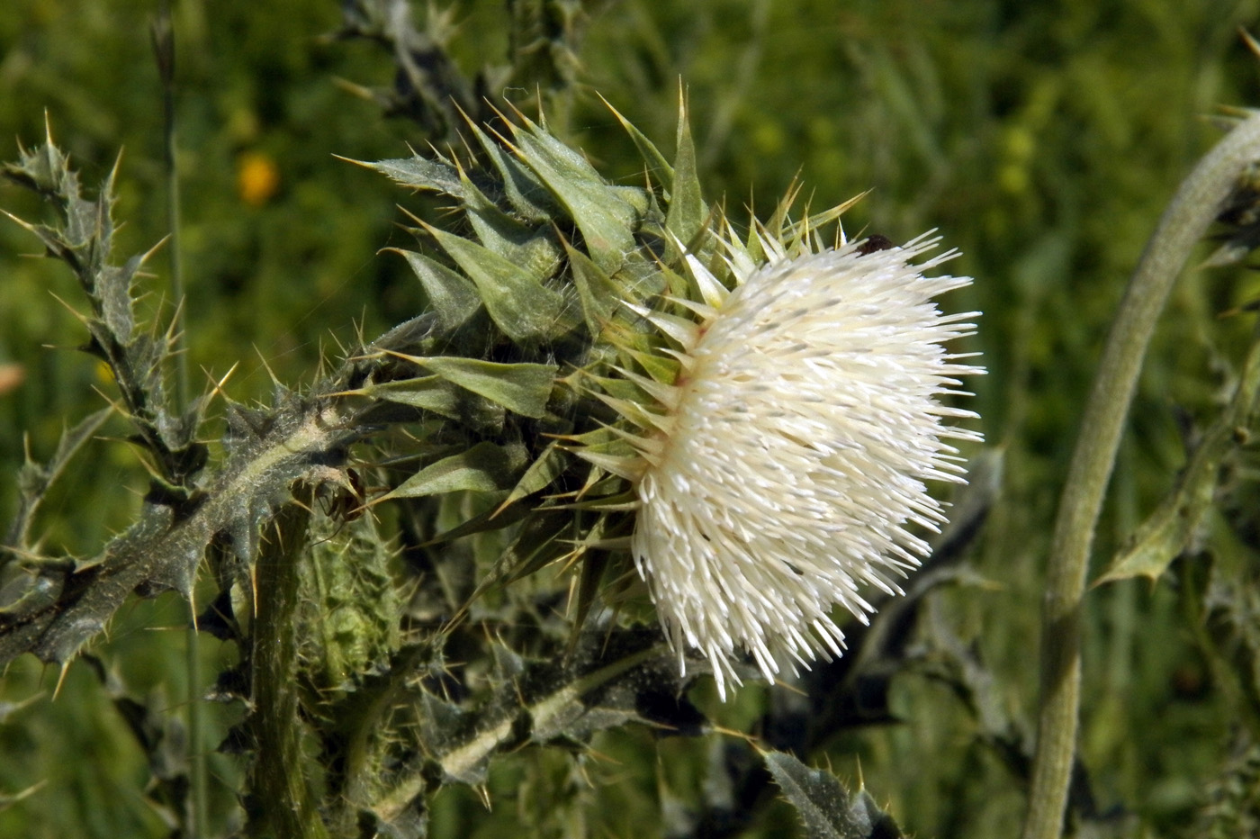 Image of Carduus nutans specimen.