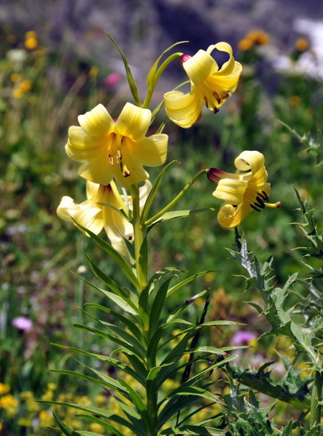 Image of Lilium kesselringianum specimen.