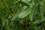 Hedysarum caucasicum