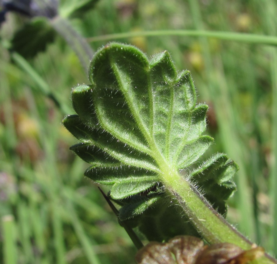 Image of Nepeta supina specimen.