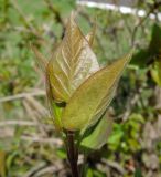 Syringa vulgaris