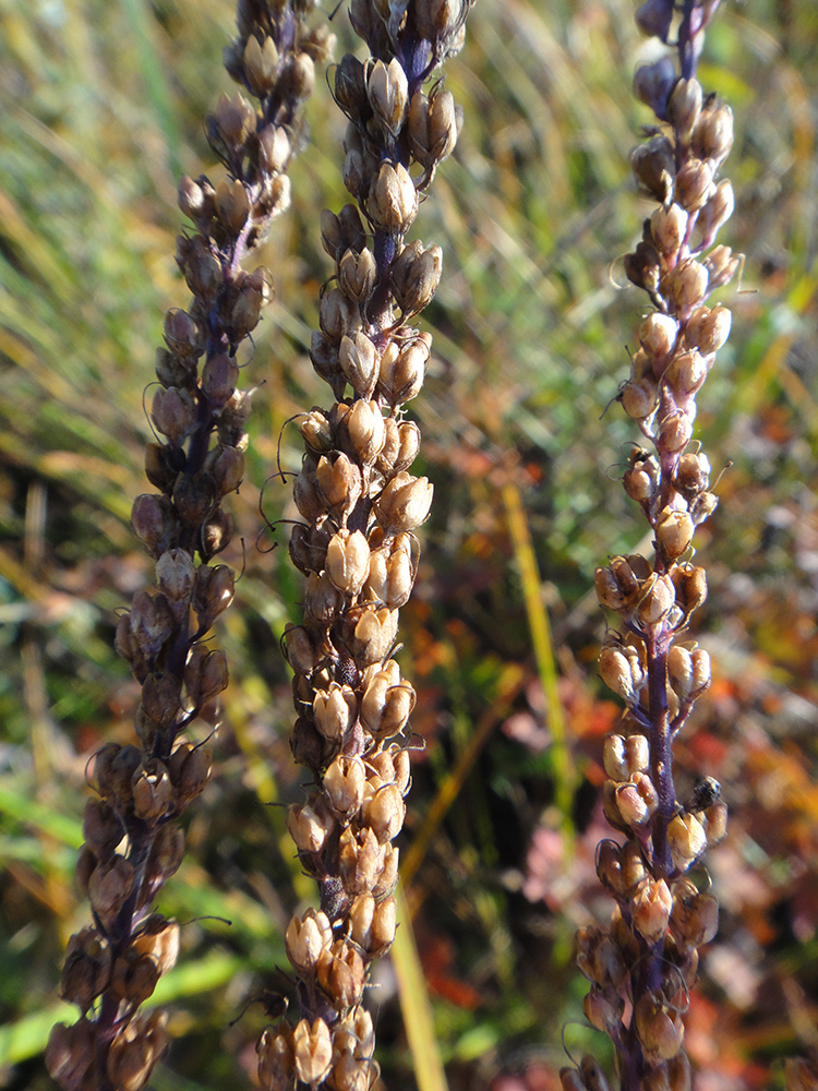 Image of Veronica longifolia specimen.