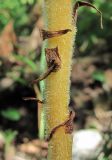 genus Orobanche