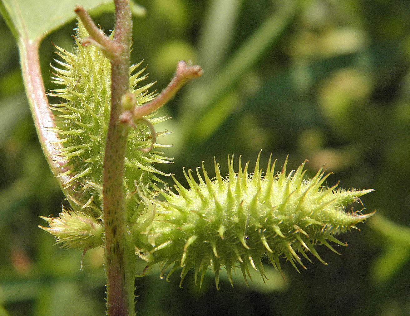 Image of Xanthium orientale specimen.