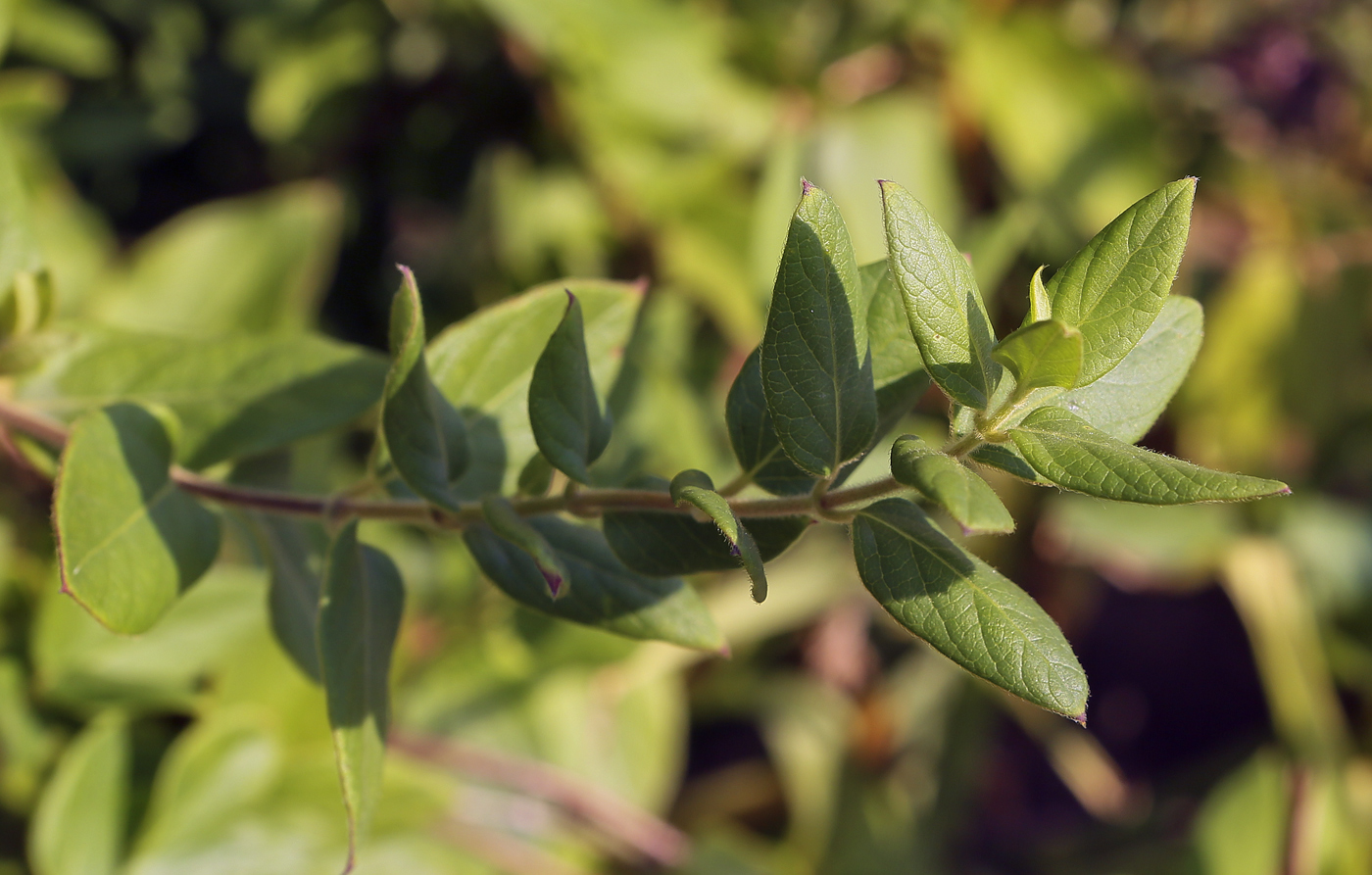 Image of Lonicera japonica specimen.