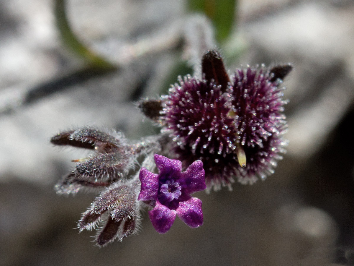 Изображение особи Cynoglossum sphacioticum.