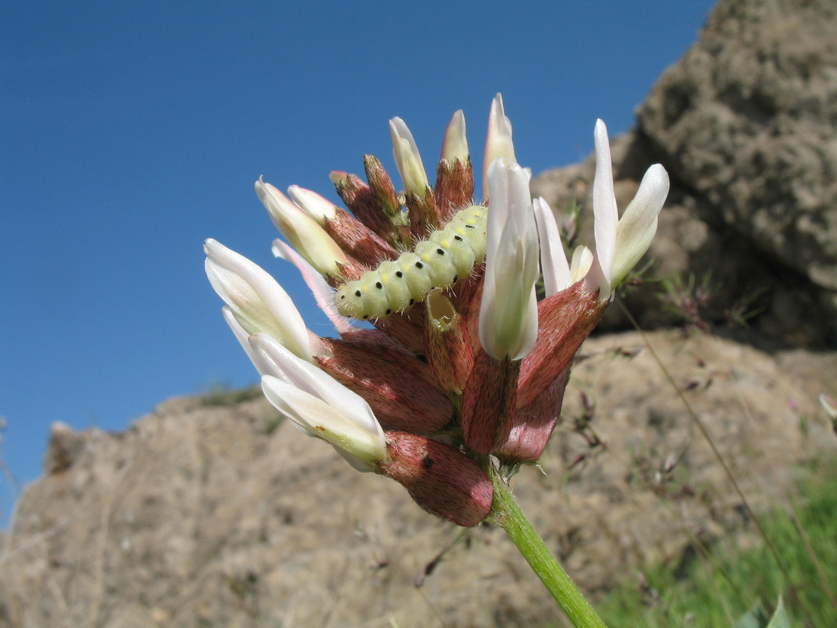 Image of Astragalus megalomerus specimen.