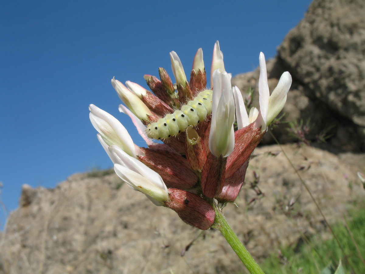 Изображение особи Astragalus megalomerus.