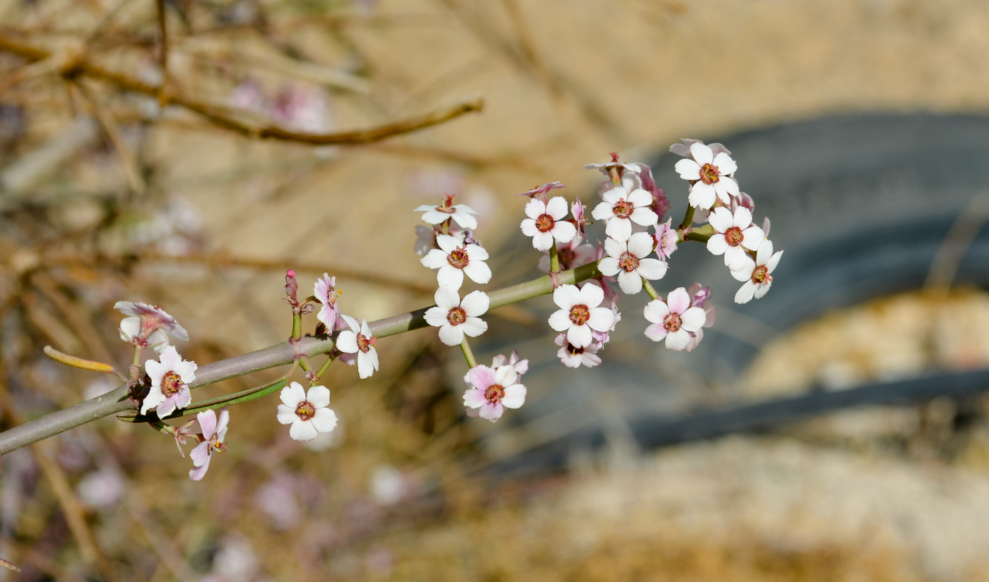 Image of Euphorbia xanti specimen.