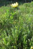 Tragopogon dasyrhynchus. Цветущее растение. Крым, Керченский п-ов, мыс Тархан. 2 мая 2010 г.