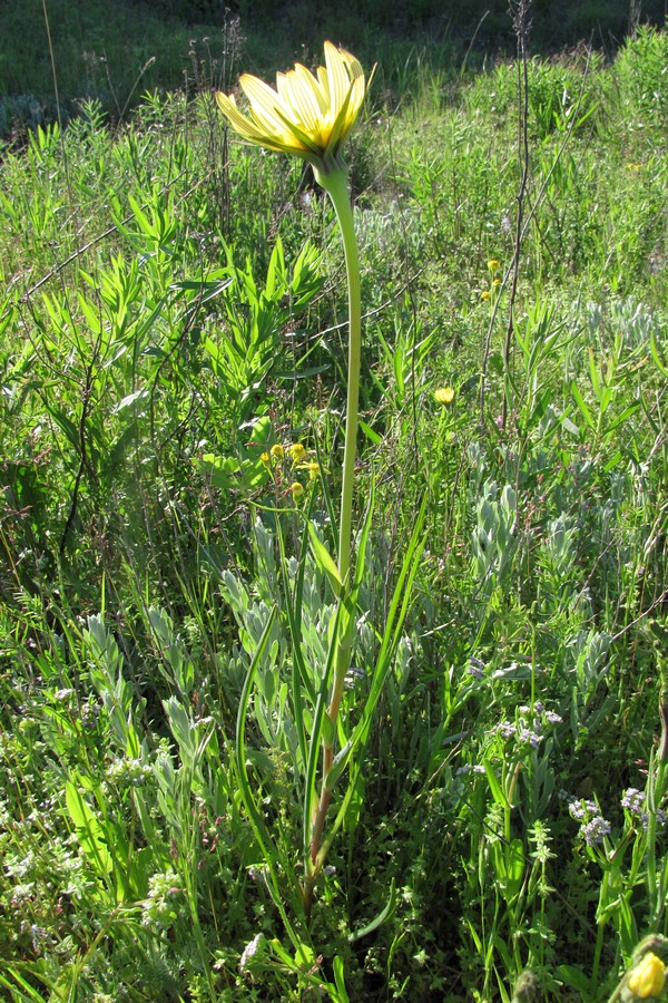 Изображение особи Tragopogon dasyrhynchus.