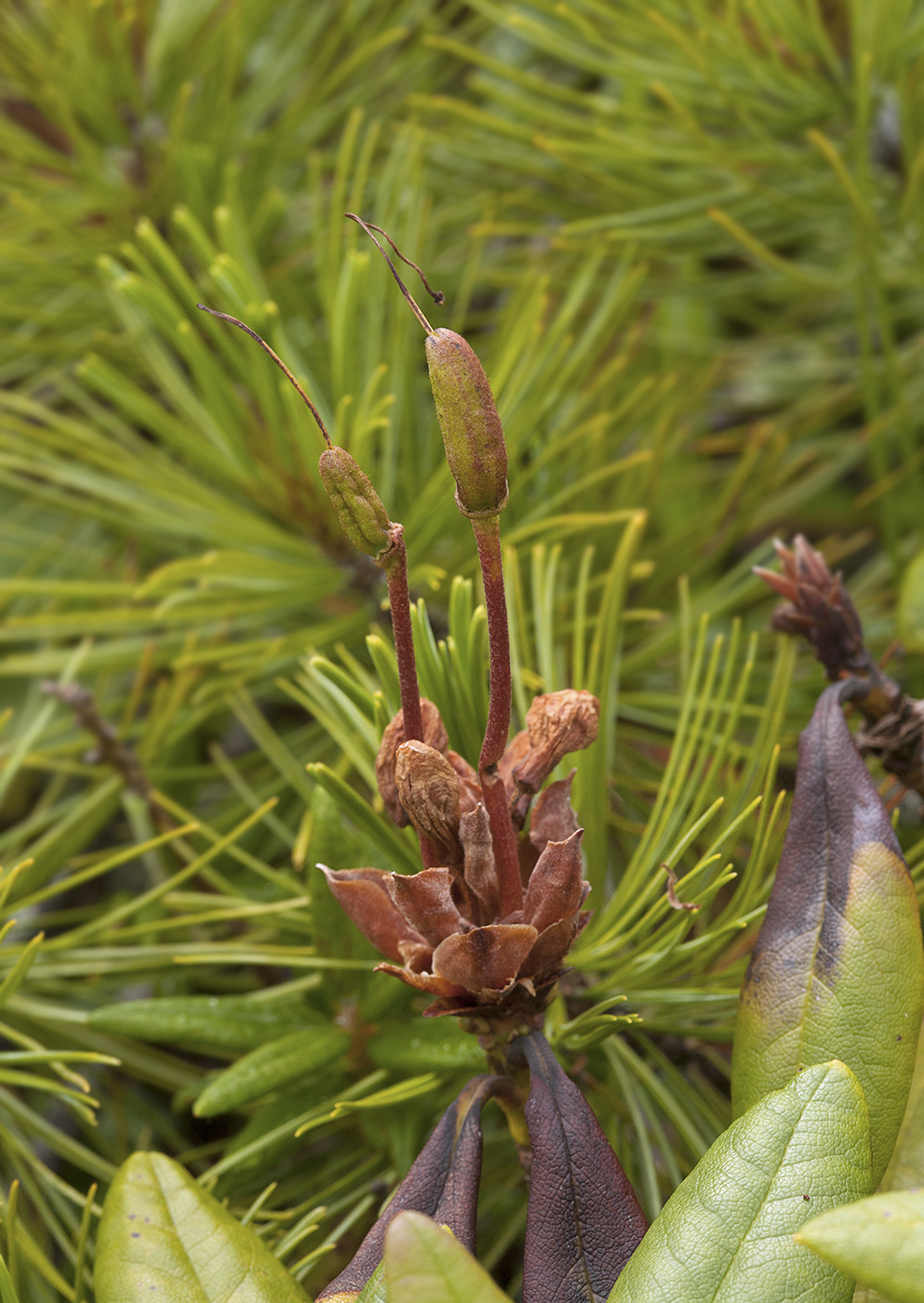 Image of Rhododendron aureum specimen.