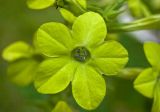 Nicotiana alata