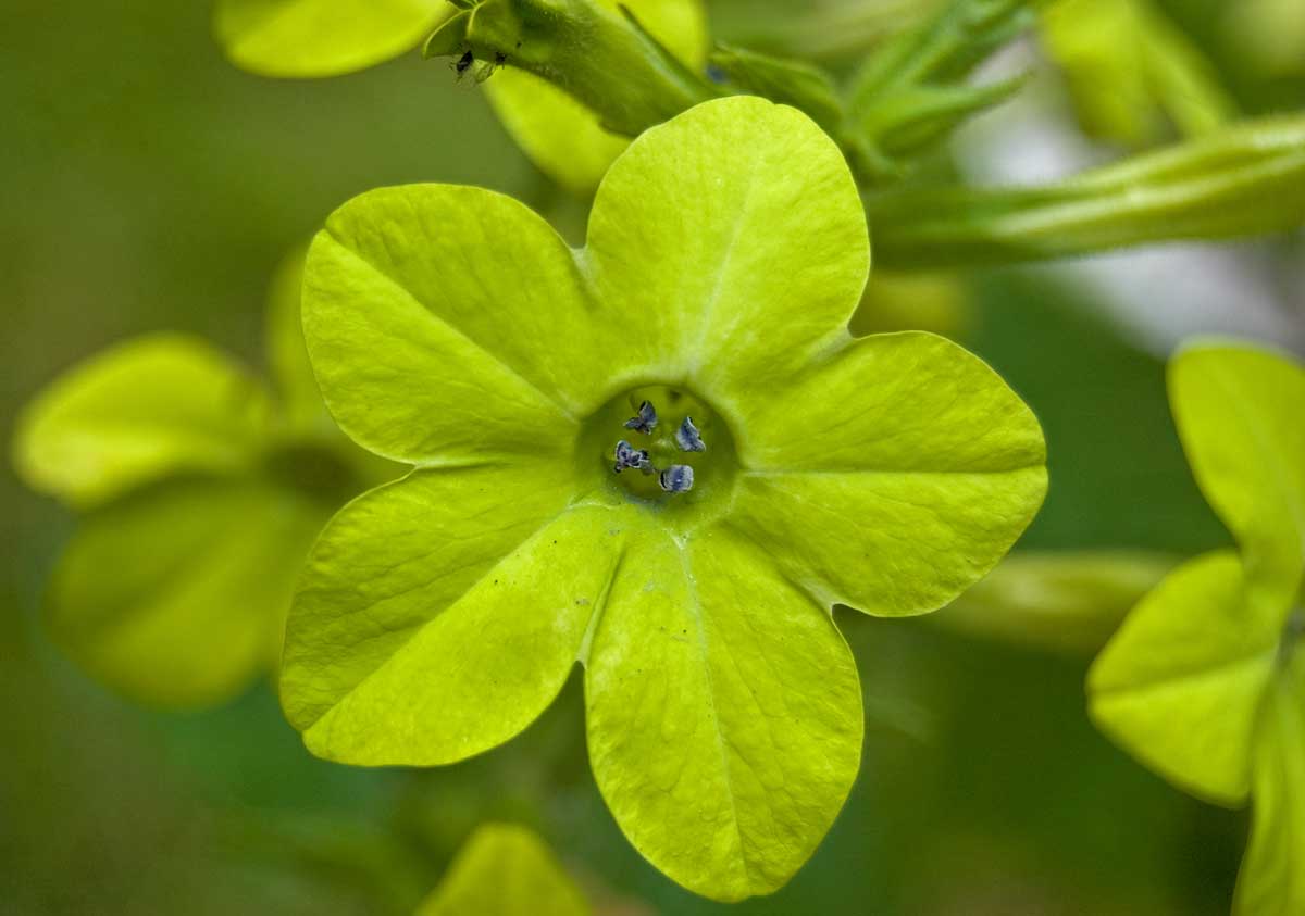 Изображение особи Nicotiana alata.