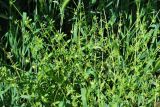 Asperugo procumbens