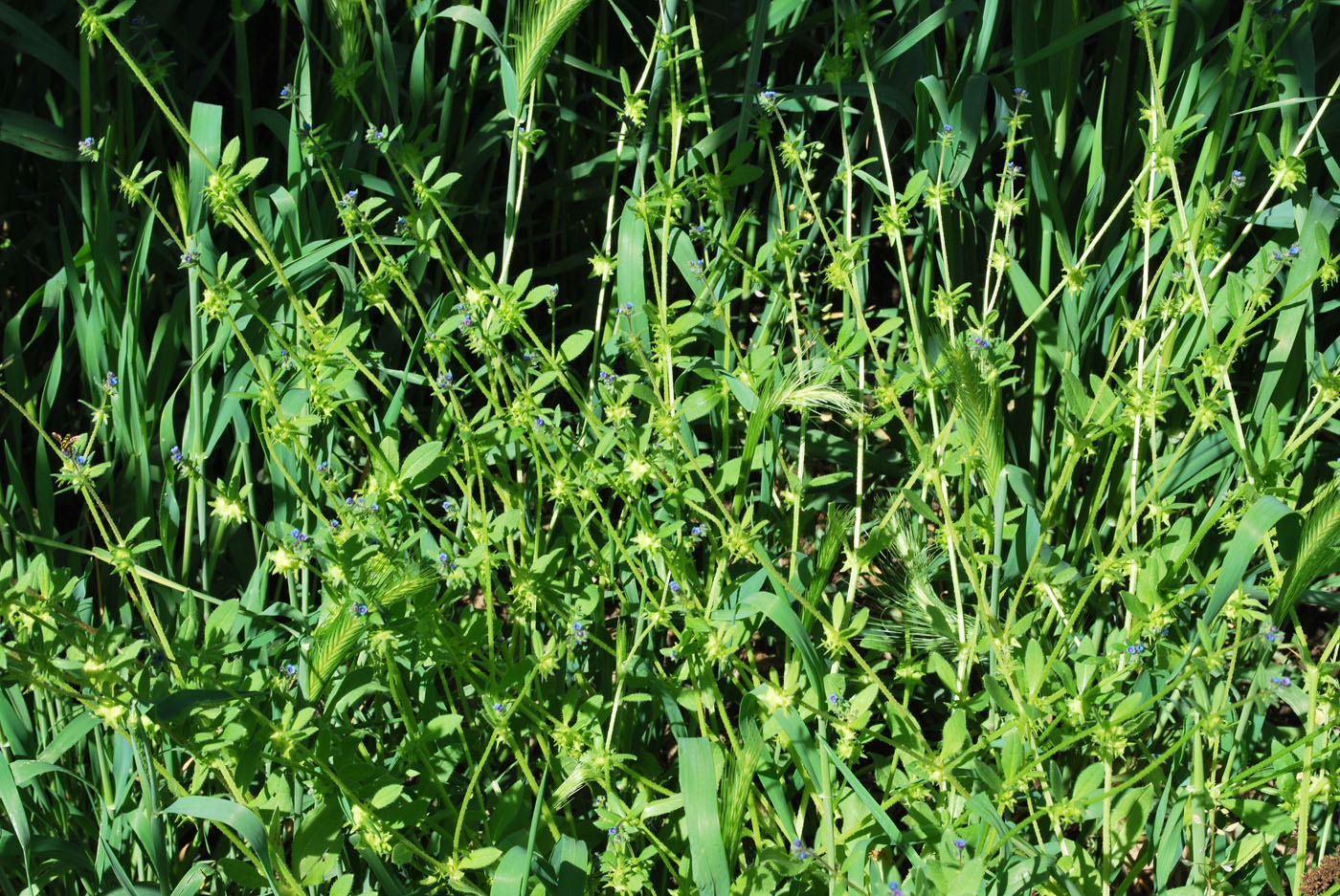 Image of Asperugo procumbens specimen.