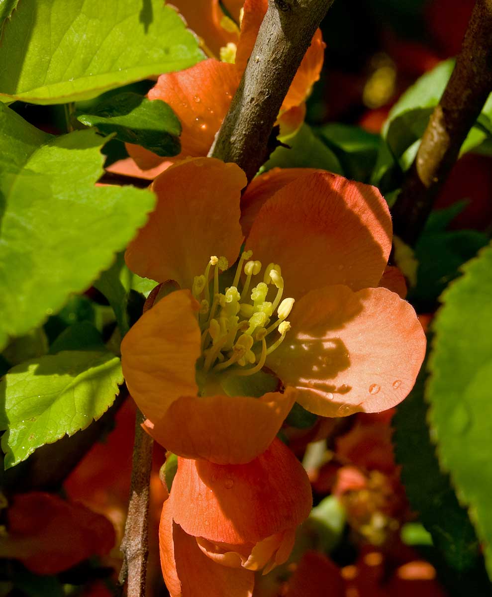 Image of Chaenomeles japonica specimen.