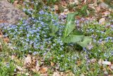 Myosotis amoena. Аспект цветущих растений (в центре кадра - листья Rumex). Грузия, Край Рача-Лечхуми и Нижняя Сванетия, Онский муниципалитет, окр. пос. Шови, дол. р. Чанчахи (приток р. Риони), выс. 1530 м н.у.м., опушка смешанного леса. 07.05.2017.