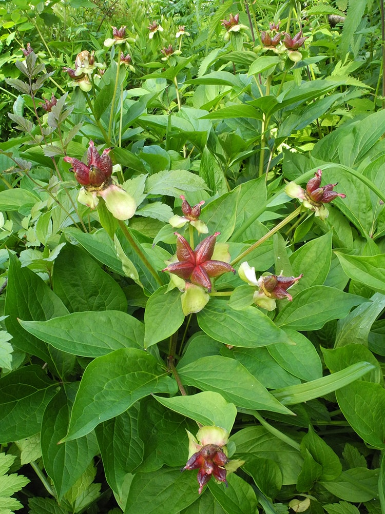 Изображение особи Paeonia lactiflora.