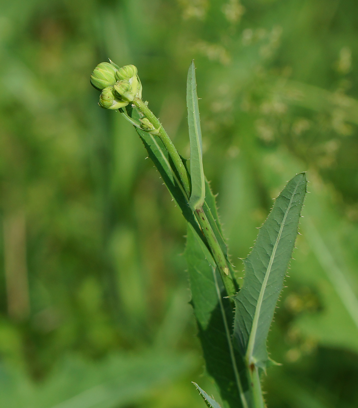 Изображение особи Sonchus arvensis ssp. uliginosus.