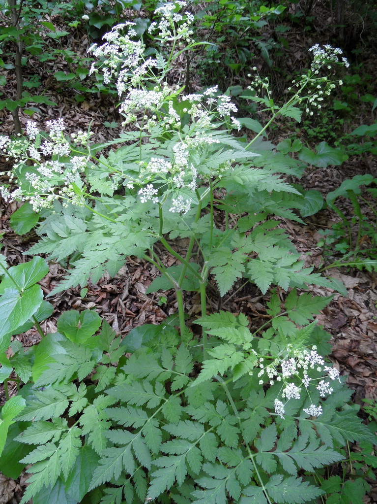 Изображение особи Chaerophyllum aureum.