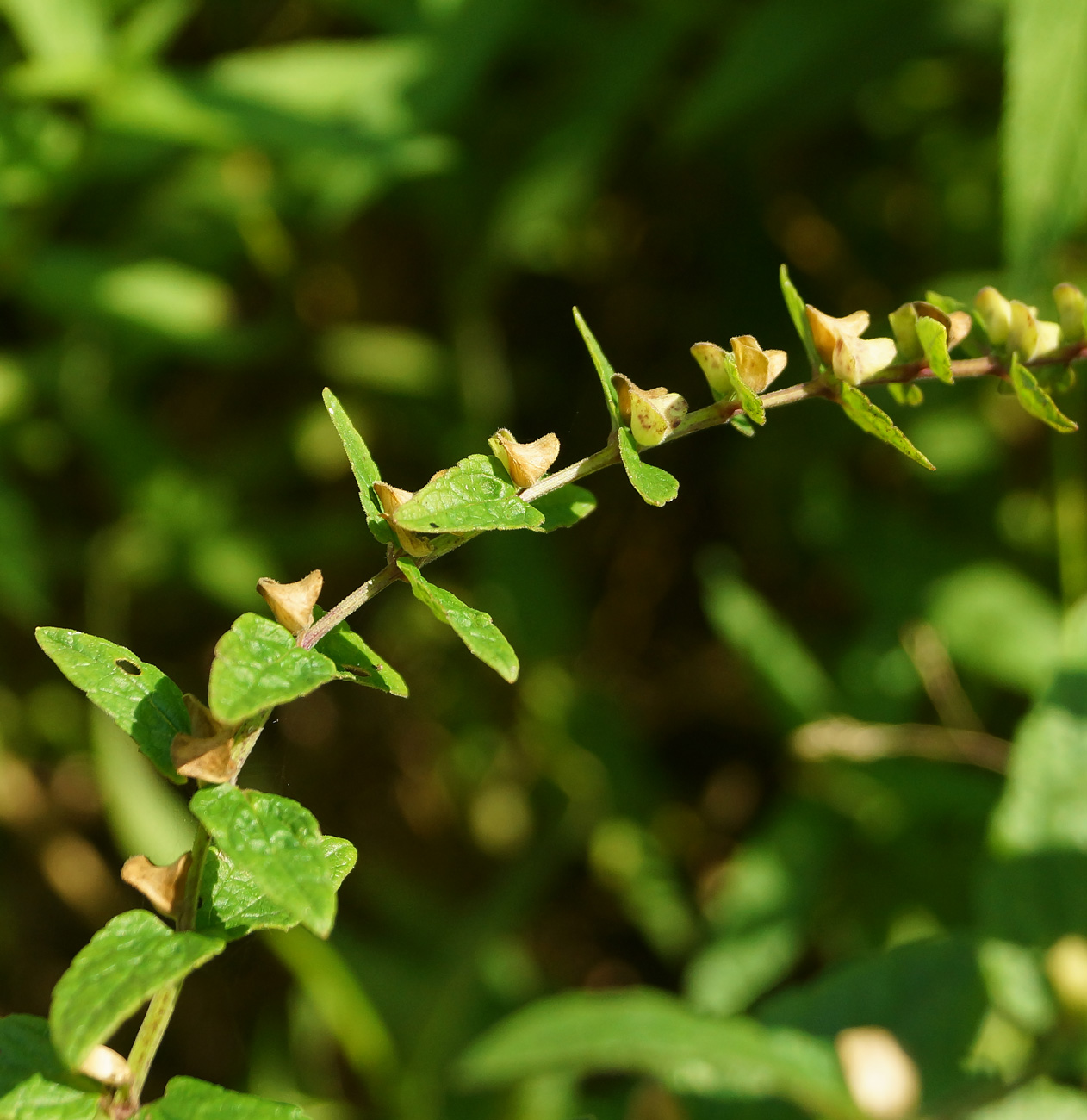 Image of Scutellaria galericulata specimen.