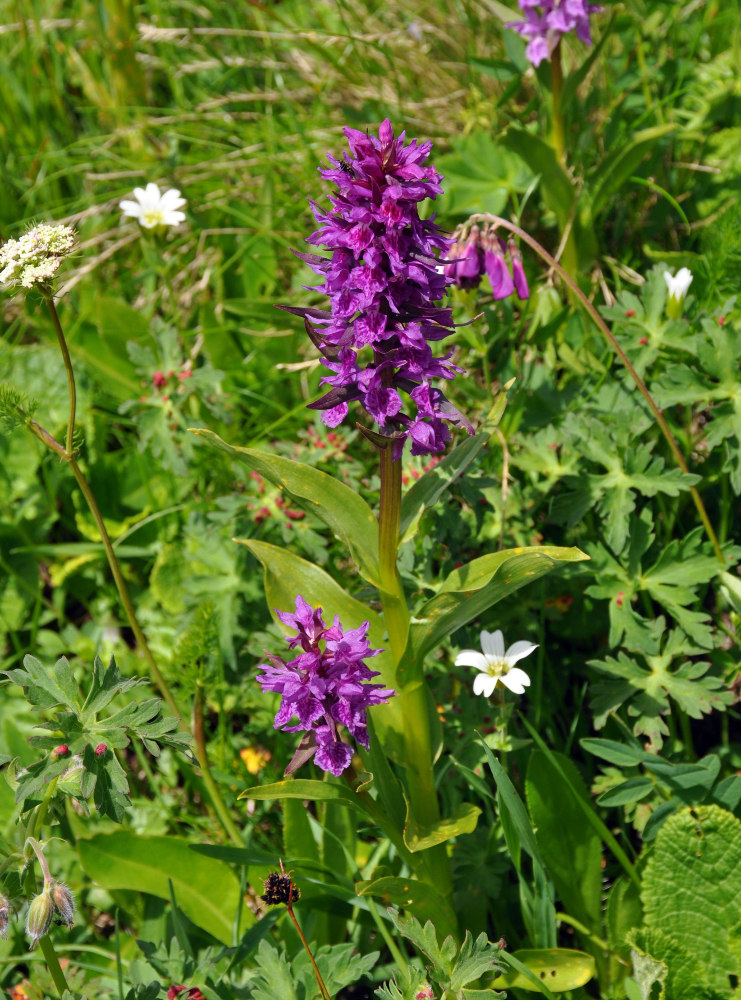 Image of Dactylorhiza euxina specimen.