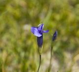 Gentianopsis barbata. Цветок c сидящим комаром-звонцом. Монгольский Алтай, берег оз. Хурган-Нур. 31.10.2008.