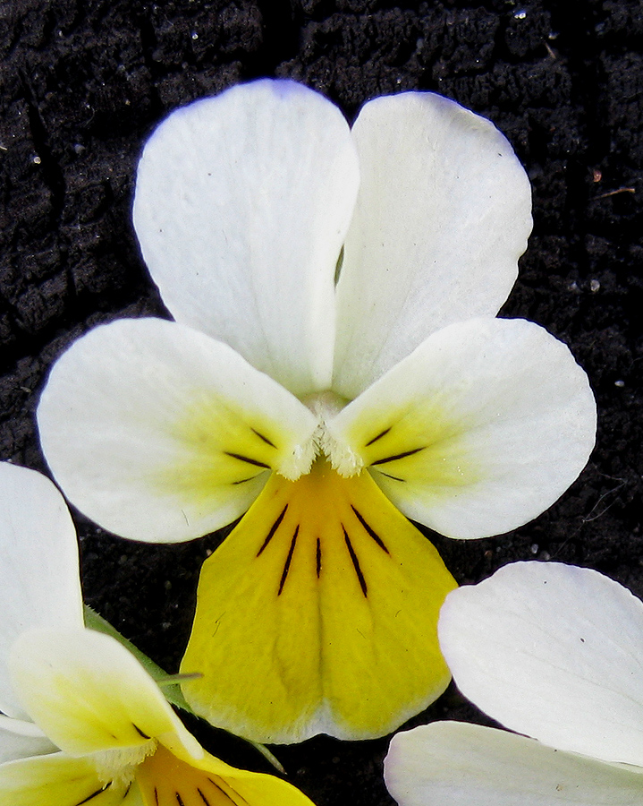 Image of Viola tricolor specimen.