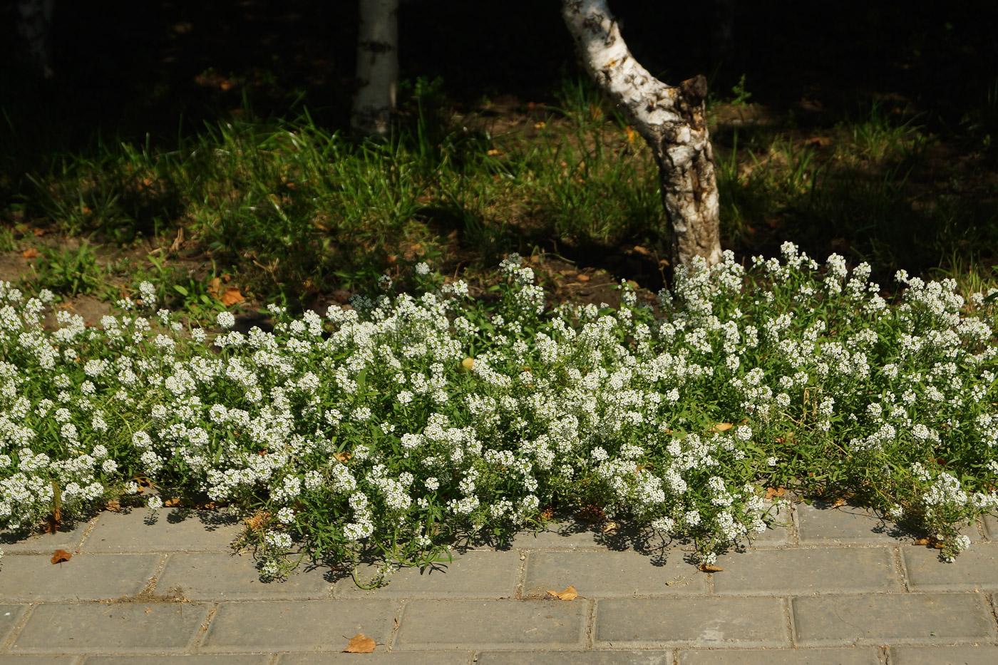 Image of Lobularia maritima specimen.