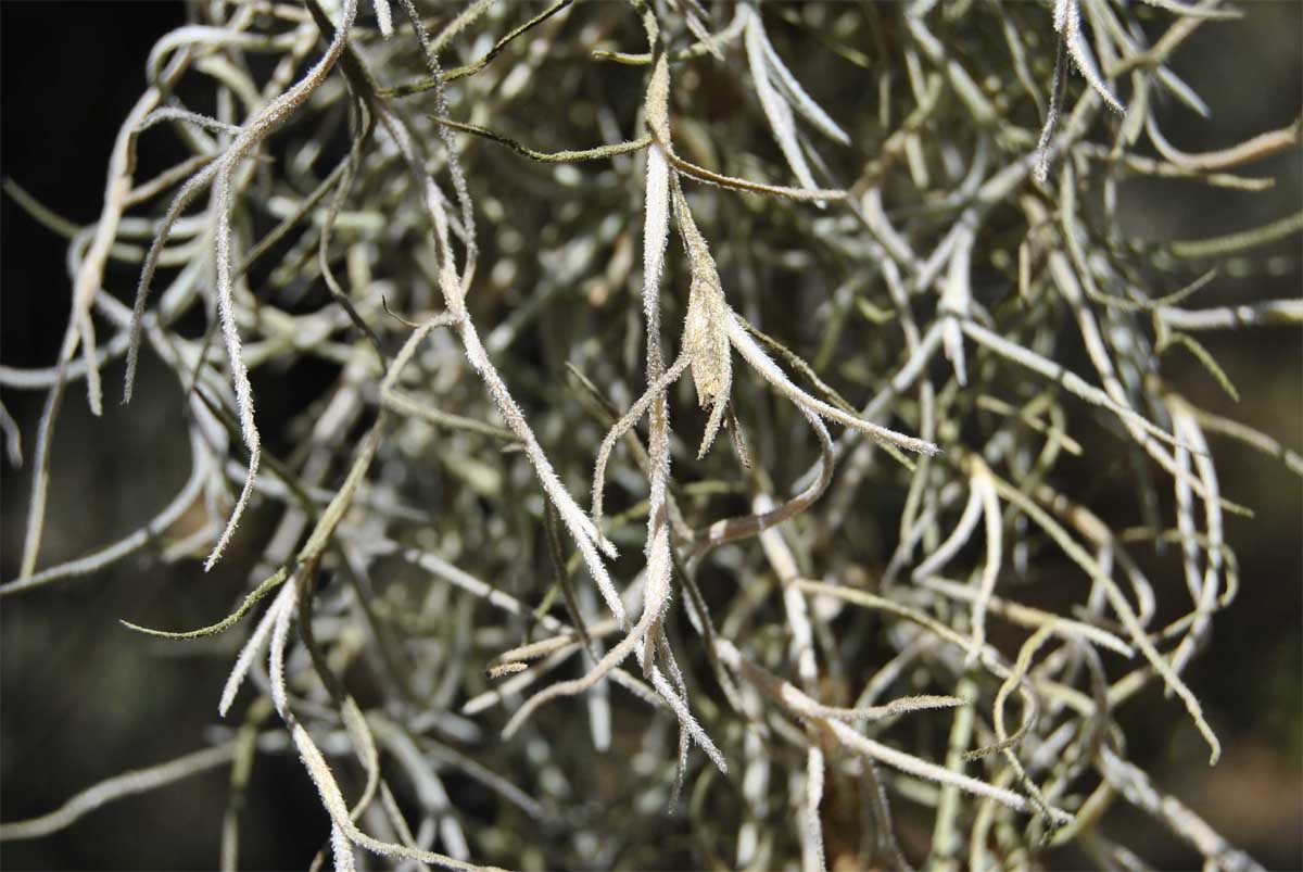 Изображение особи Tillandsia usneoides.