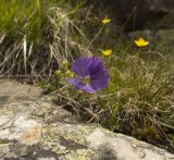 Viola oreades