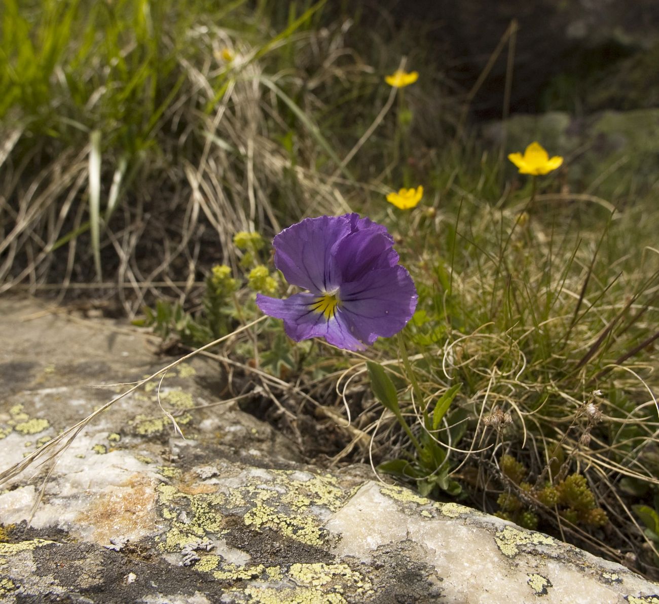 Изображение особи Viola oreades.