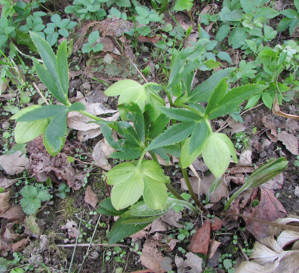 Image of Helleborus odorus specimen.