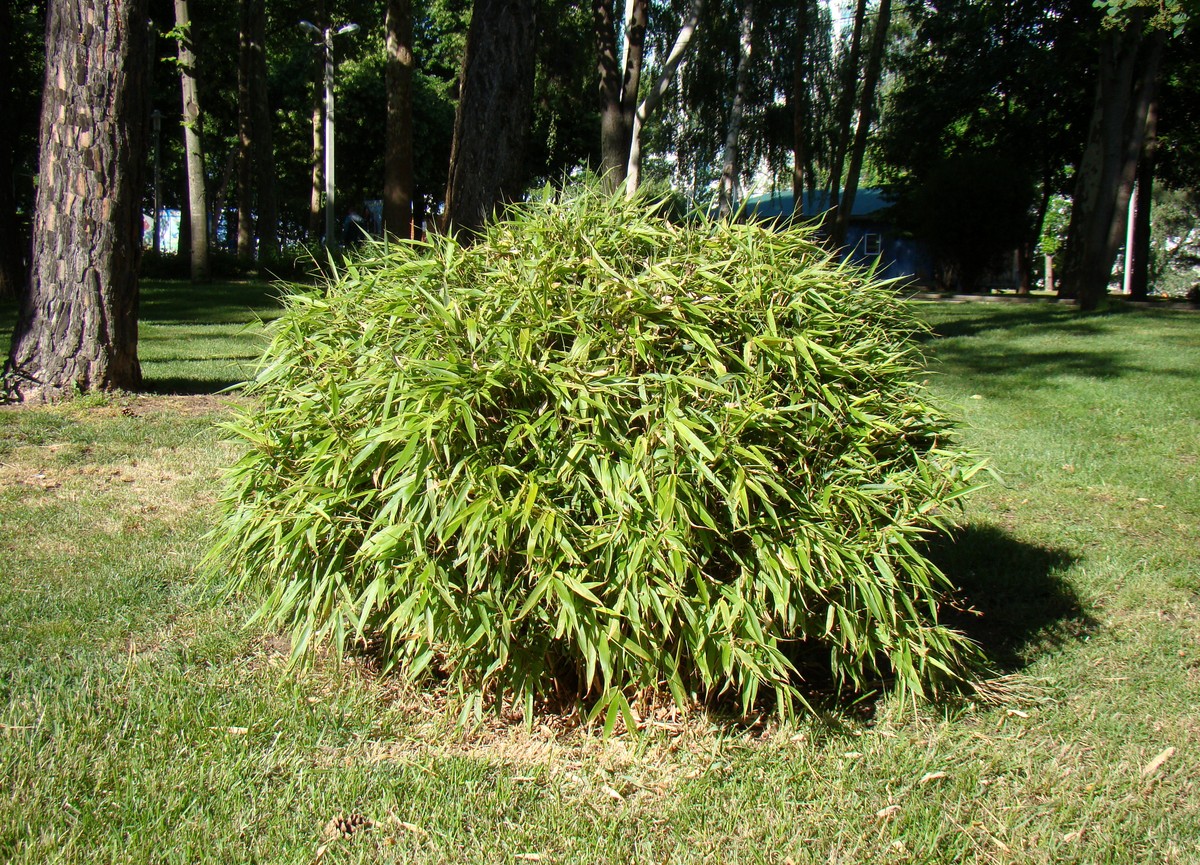 Изображение особи Pseudosasa japonica.