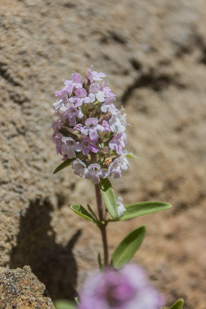 Изображение особи род Thymus.