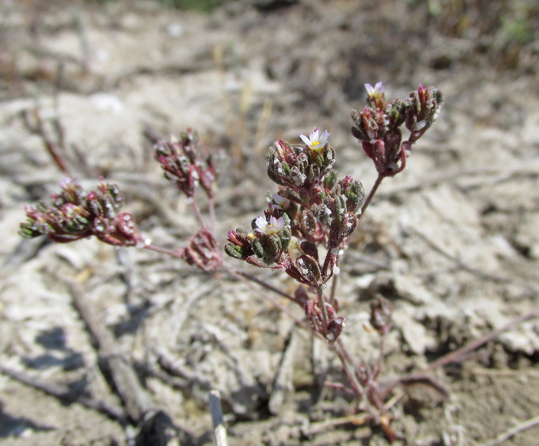 Image of Frankenia pulverulenta specimen.