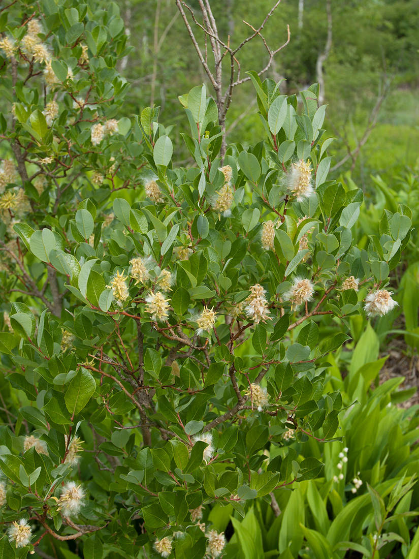 Изображение особи Salix starkeana.