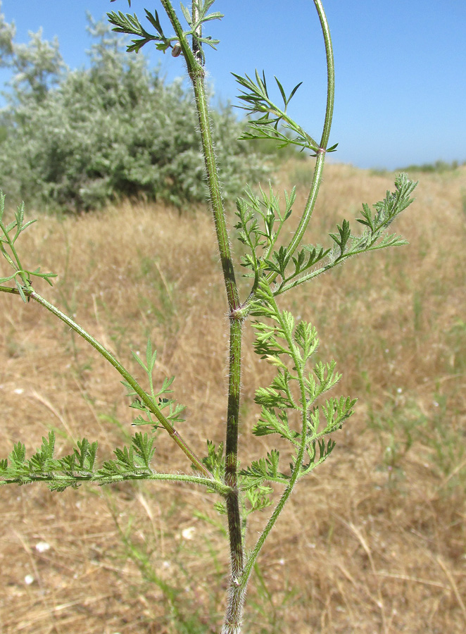 Изображение особи Daucus guttatus.